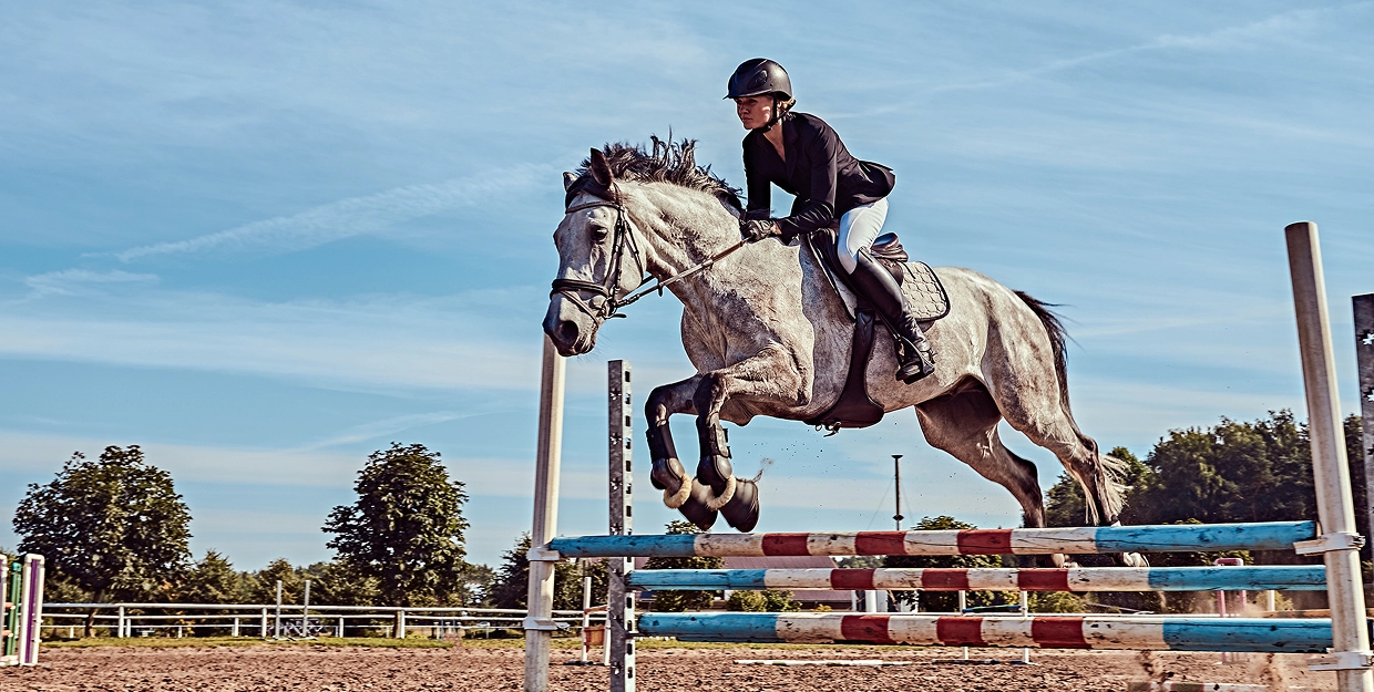 Un cavalier en tenue équestre fait sauter un cheval gris par-dessus un obstacle élevé par une journée ensoleillée. L'arrière-plan montre un ciel bleu et des arbres au loin.
